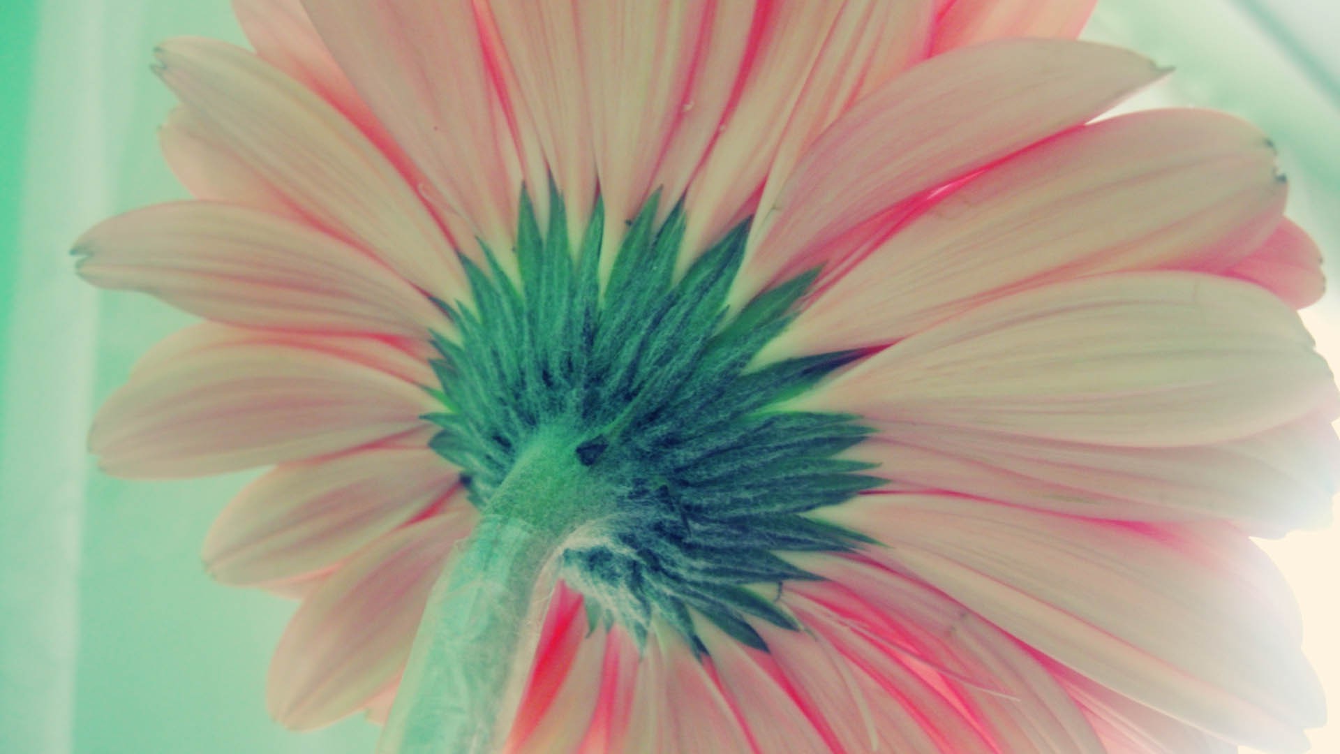 macro, Flowers Wallpaper