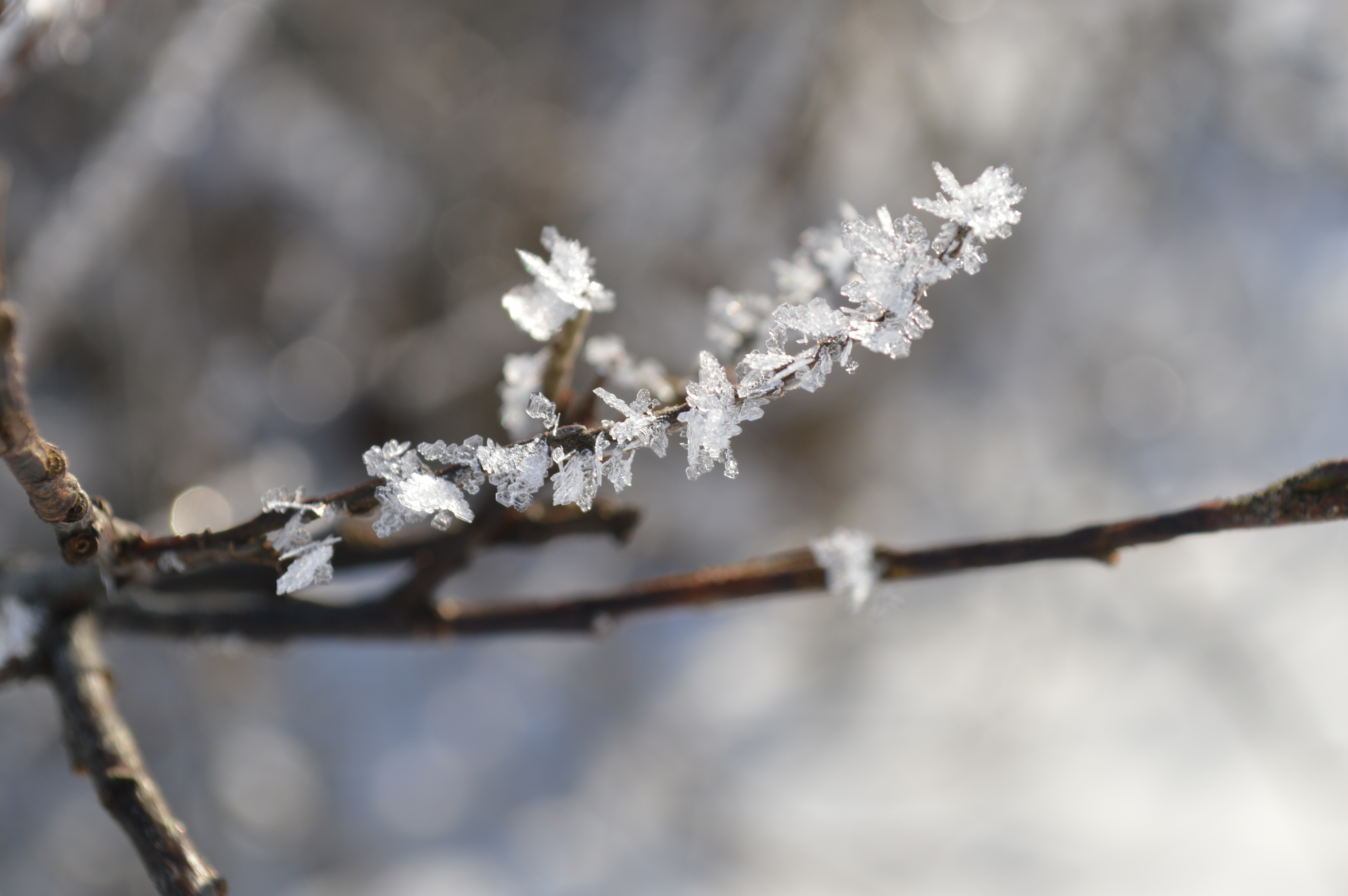 plants, Winter, Ice Wallpaper