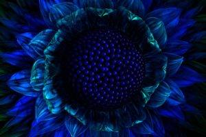 blue, Flowers