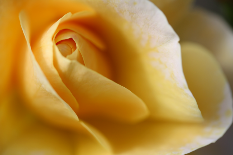 flowers, Rose HD Wallpaper Desktop Background
