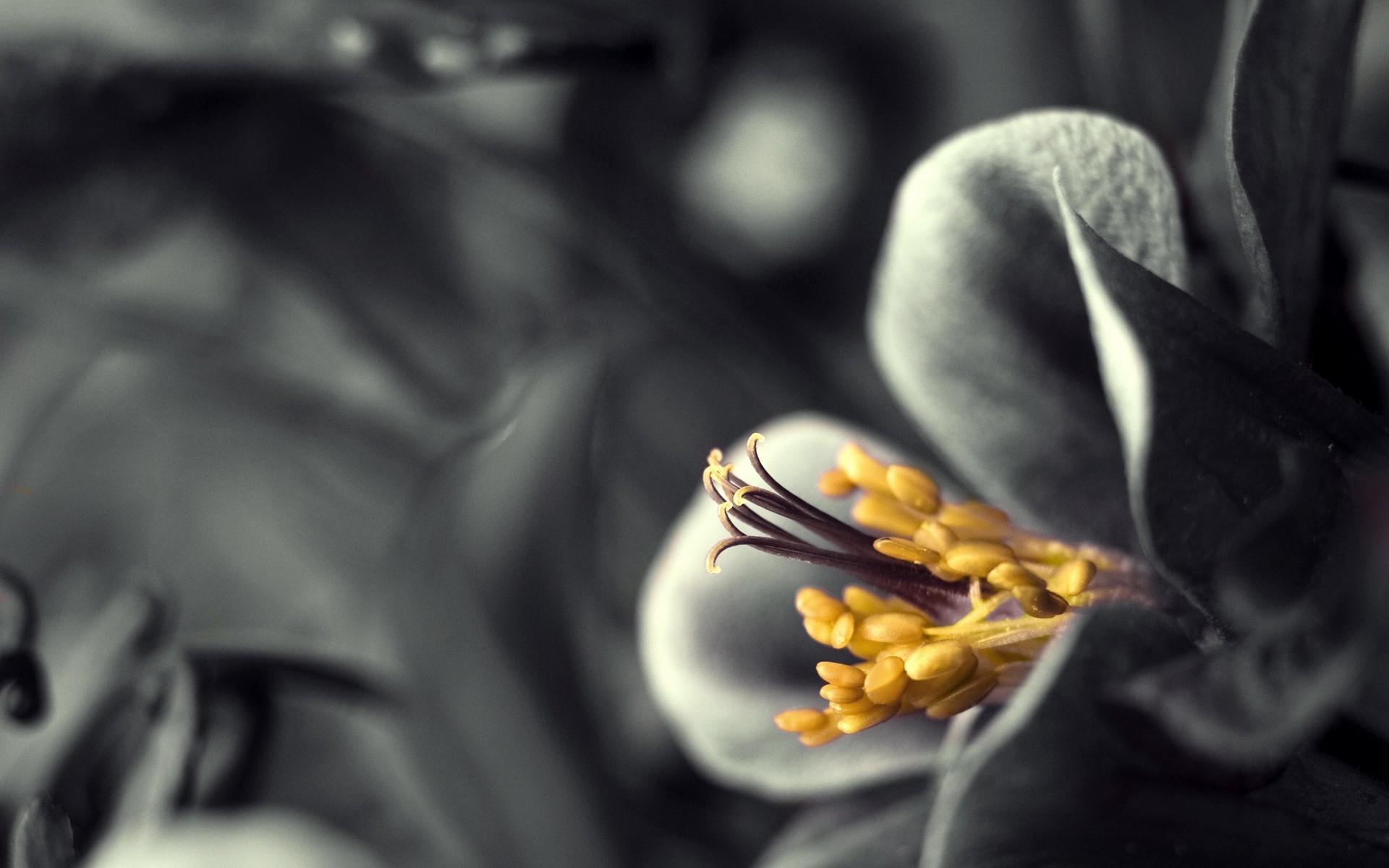 yellow, Monochrome, Flowers, Selective coloring Wallpaper