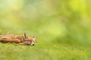 fox, Nature, Landscape, Sleeping, Field, Grass, Depth of field, Green, Wildlife, Mammals