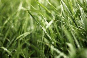 macro, Grass, Water drops