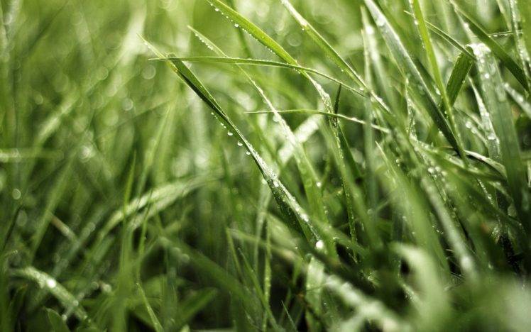 macro, Grass, Water drops HD Wallpaper Desktop Background