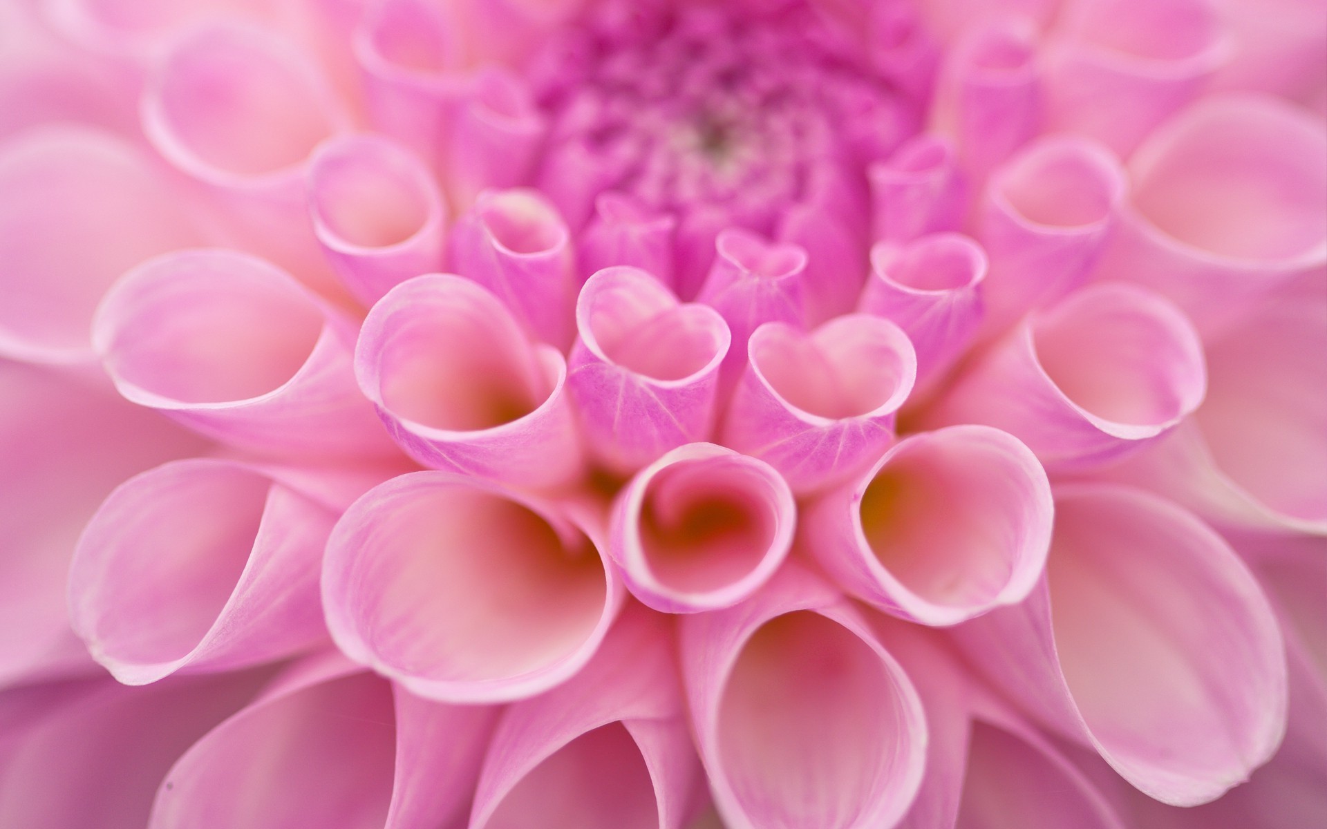 macro, Flowers, Dahlias Wallpaper