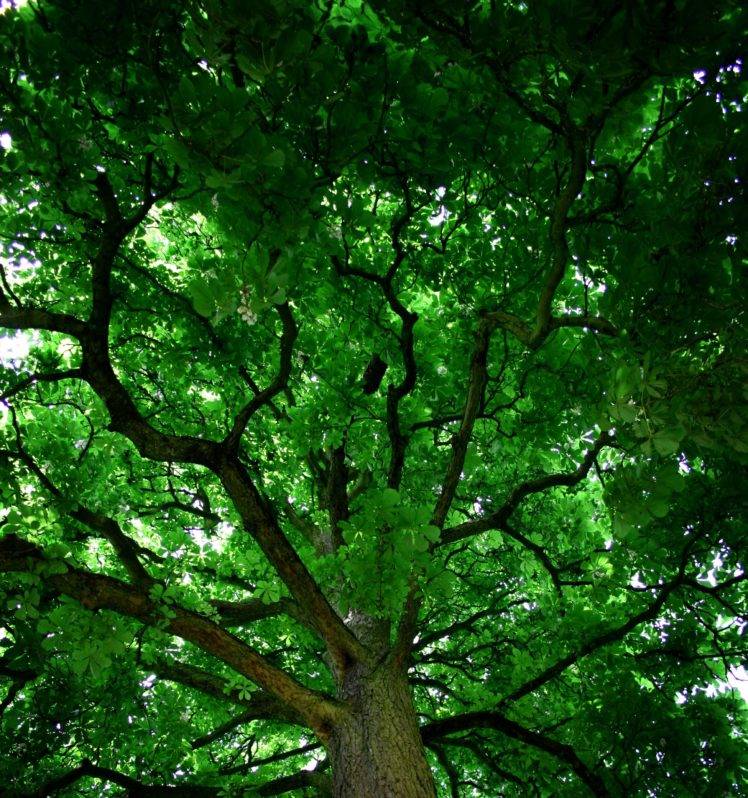 trees, Nature, Branch, Green HD Wallpaper Desktop Background