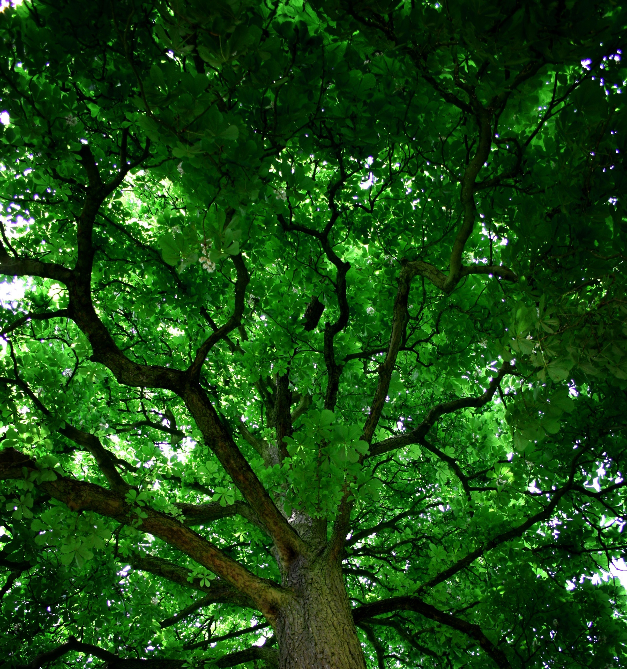 trees, Nature, Branch, Green Wallpaper