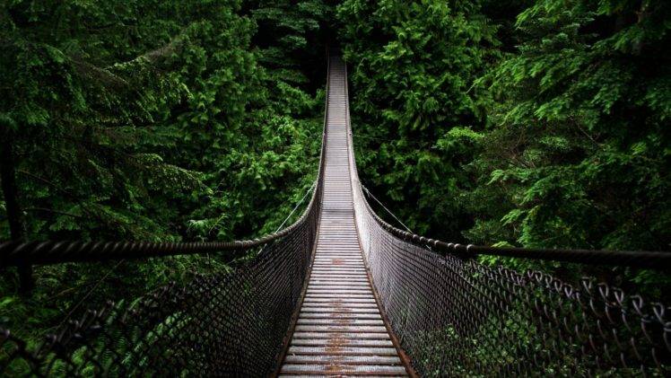 bridge, Nature, Forest HD Wallpaper Desktop Background