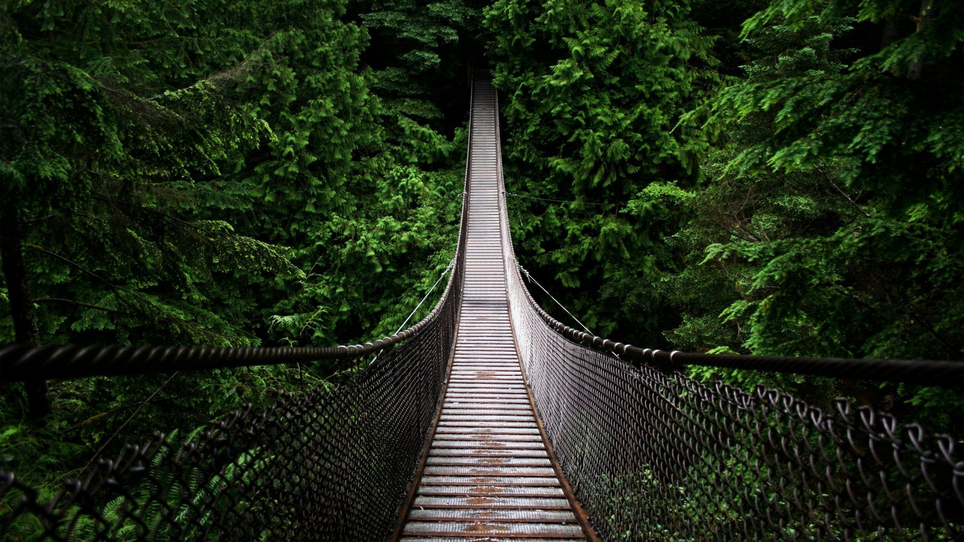 bridge, Nature, Forest Wallpaper