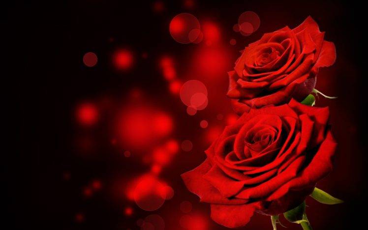 flowers, Rose HD Wallpaper Desktop Background