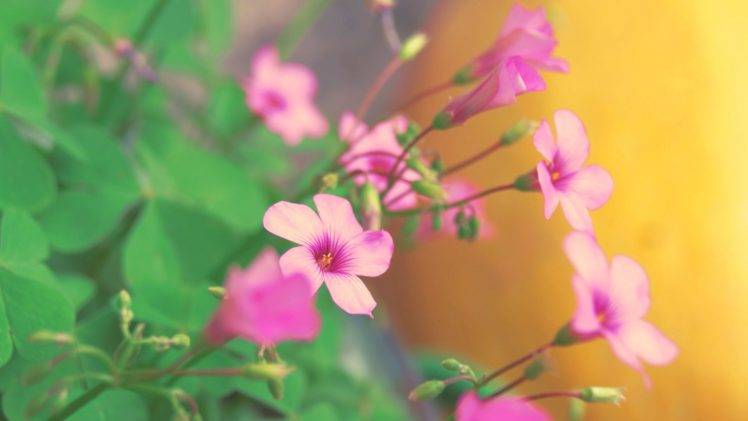 flowers, Plants HD Wallpaper Desktop Background