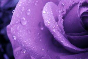 flowers, Rose, Purple flowers, Water drops, Macro
