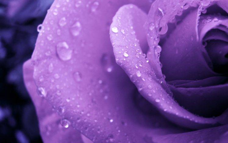 flowers, Rose, Purple flowers, Water drops, Macro HD Wallpaper Desktop Background