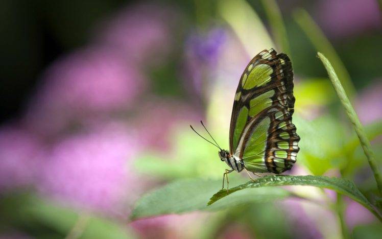 butterfly, Plants, Bokeh, Insect HD Wallpaper Desktop Background