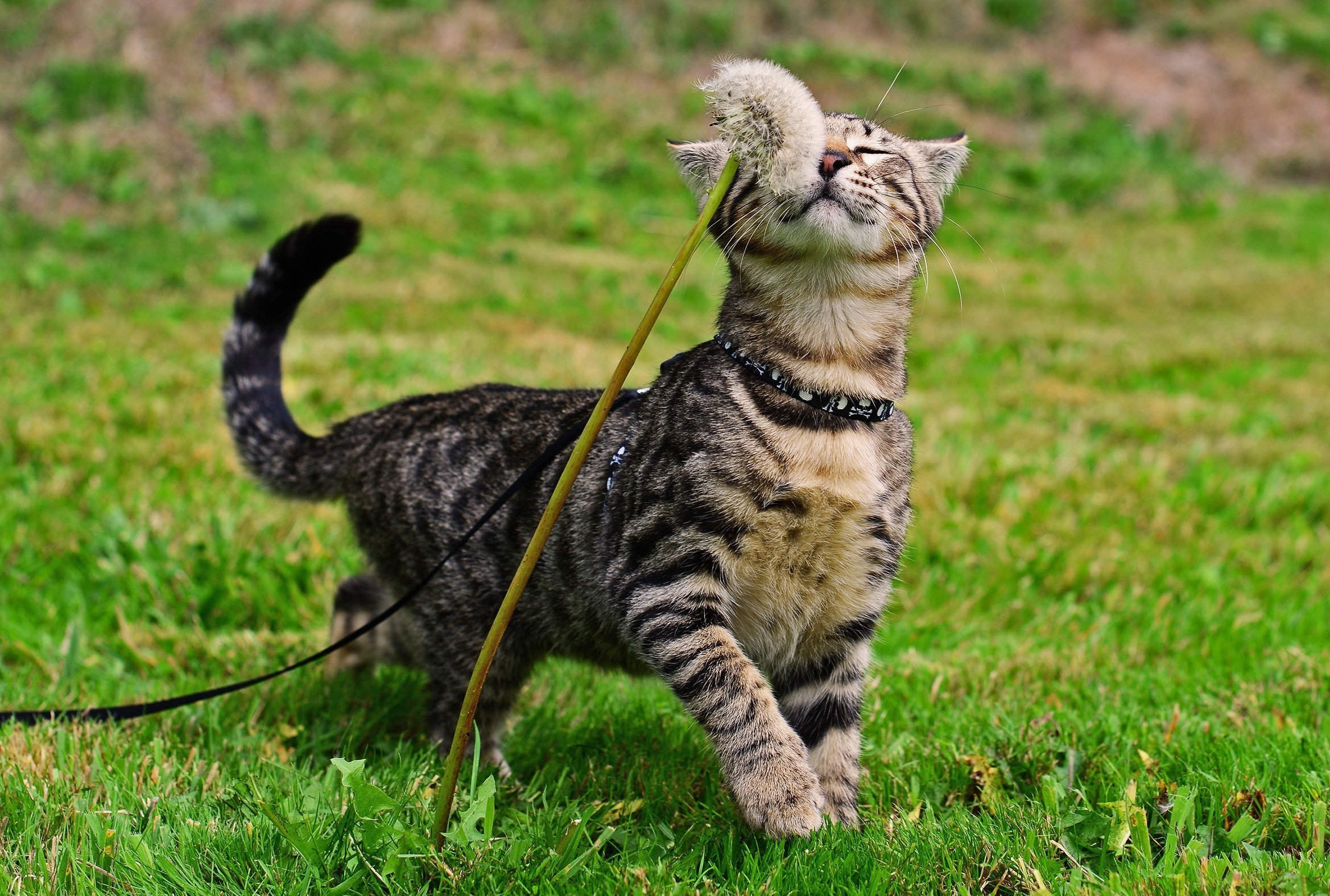 cat, Grass Wallpaper