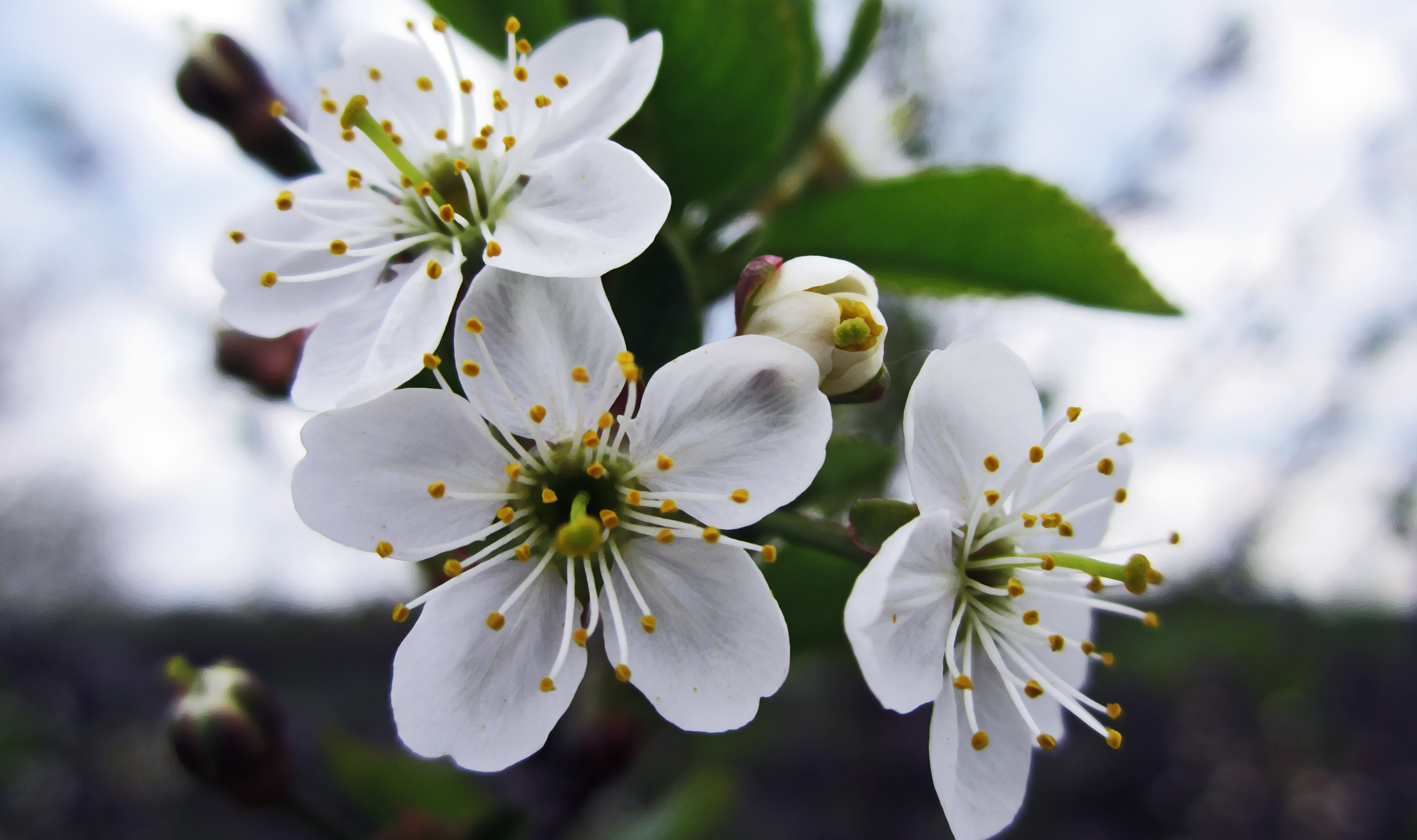 flowers, Photography, Macro, Cherry blossom, Closeup, White flowers