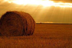 hay, Field, Farm, Sunlight, Yellow, Bright, Lights, Sunset, Grass, Horizon, Photography, Haystacks
