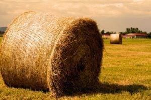 hay, Field, Farm, Sunlight, Yellow, Bright, Lights, Sunset, Grass, Horizon, Photography, Haystacks