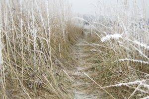 Russia, Grass, Winter, Snow, Field