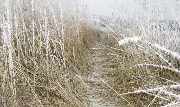 Russia, Grass, Winter, Snow, Field HD Wallpaper Desktop Background