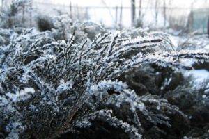 Russia, Winter, Snow, Plants, Frost, Snowflakes