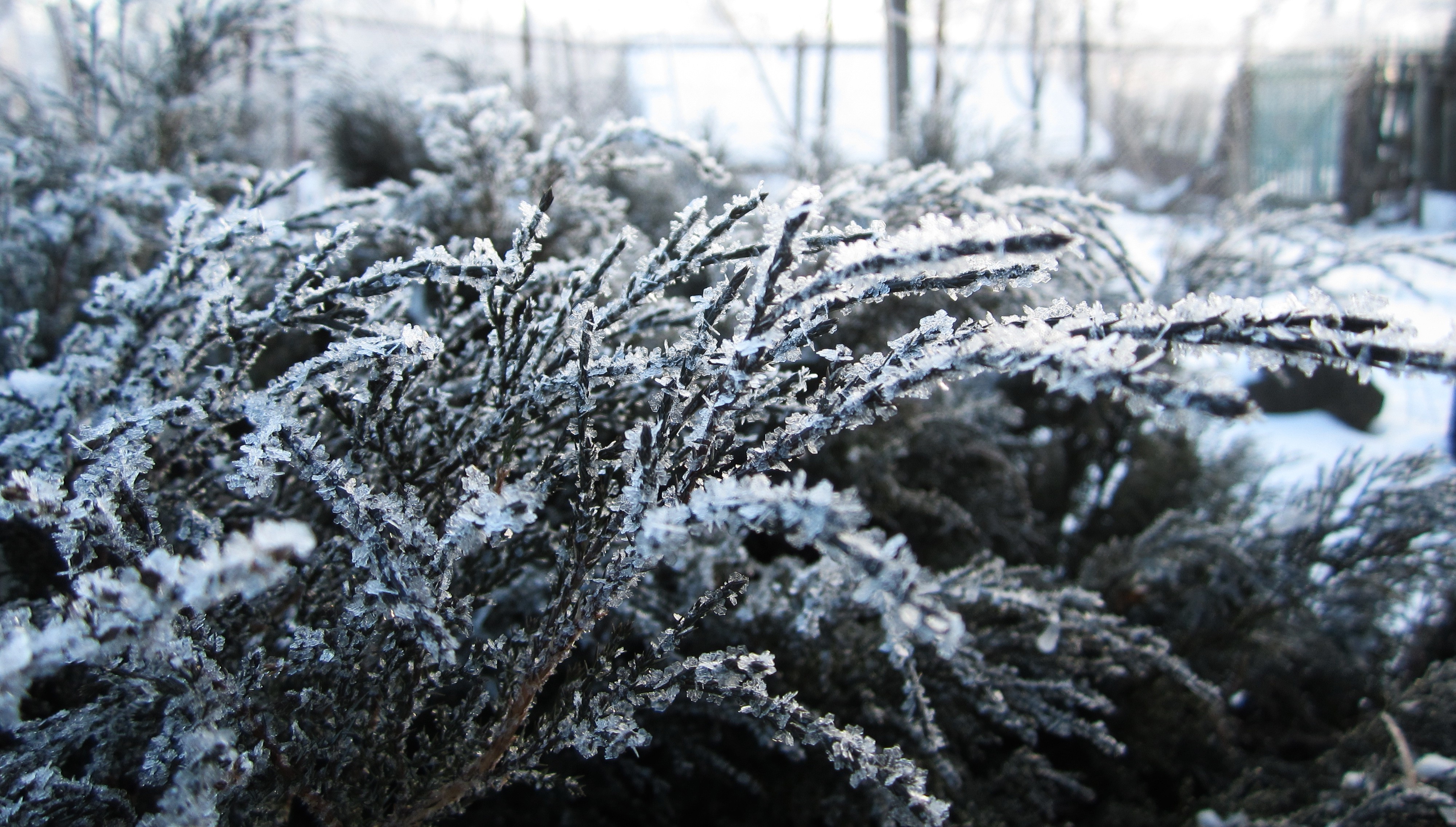 Russia, Winter, Snow, Plants, Frost, Snowflakes Wallpaper