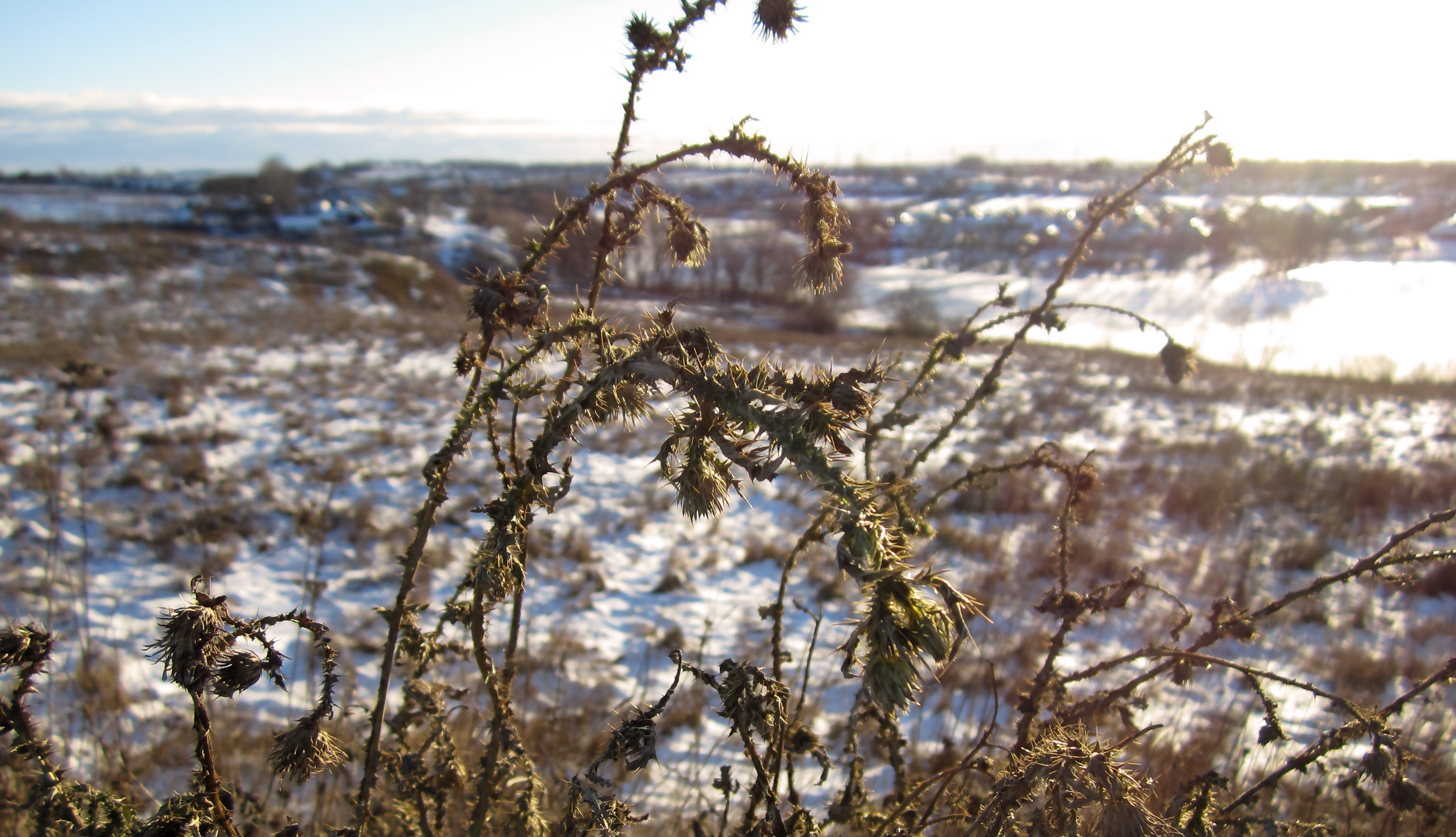 Russia, Winter, Snow, Alhagi, Plants Wallpaper