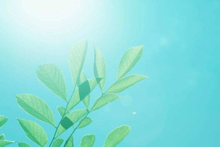 plants, Sunlight HD Wallpaper Desktop Background