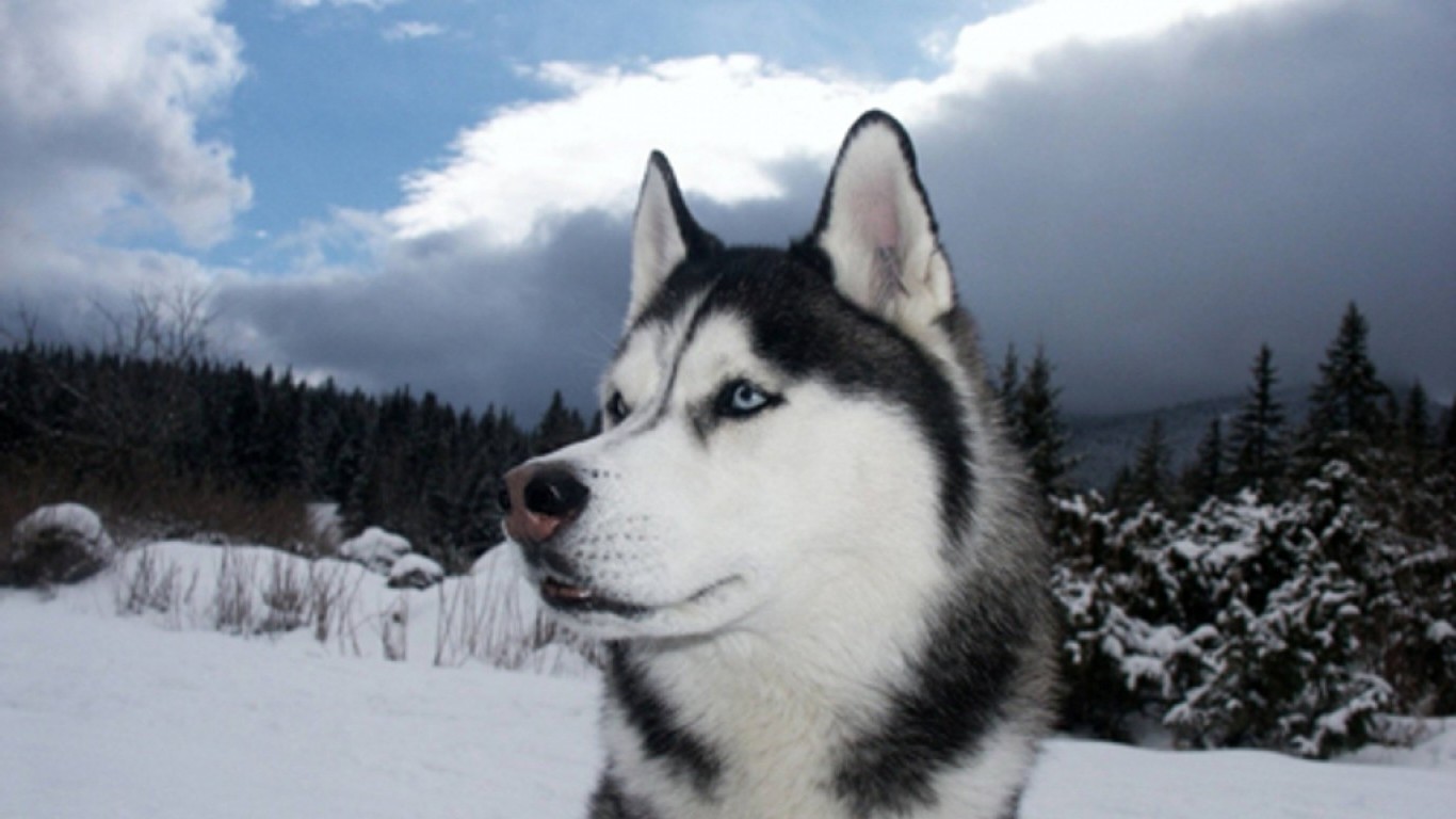 Siberian Husky Wallpaper