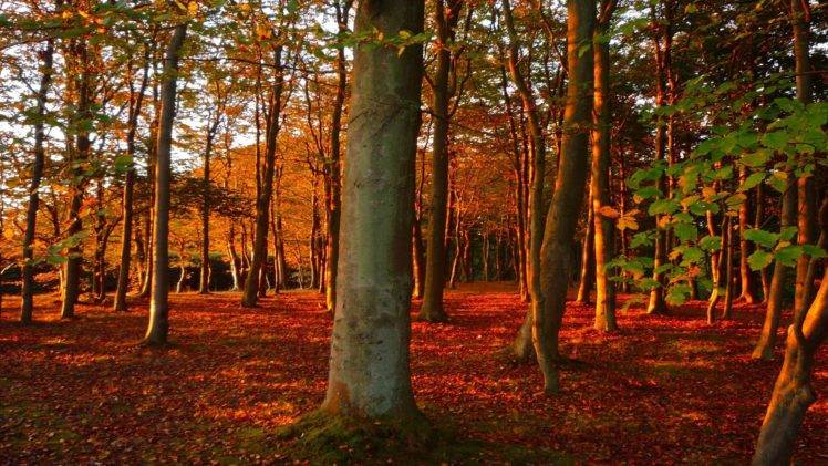 forest, Fall, Leaves, Trees HD Wallpaper Desktop Background
