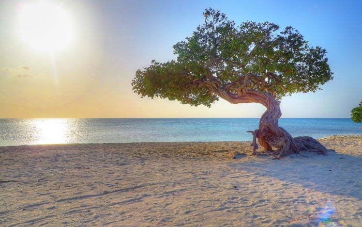 Aruba, Beach, Dividivi HD Wallpaper Desktop Background