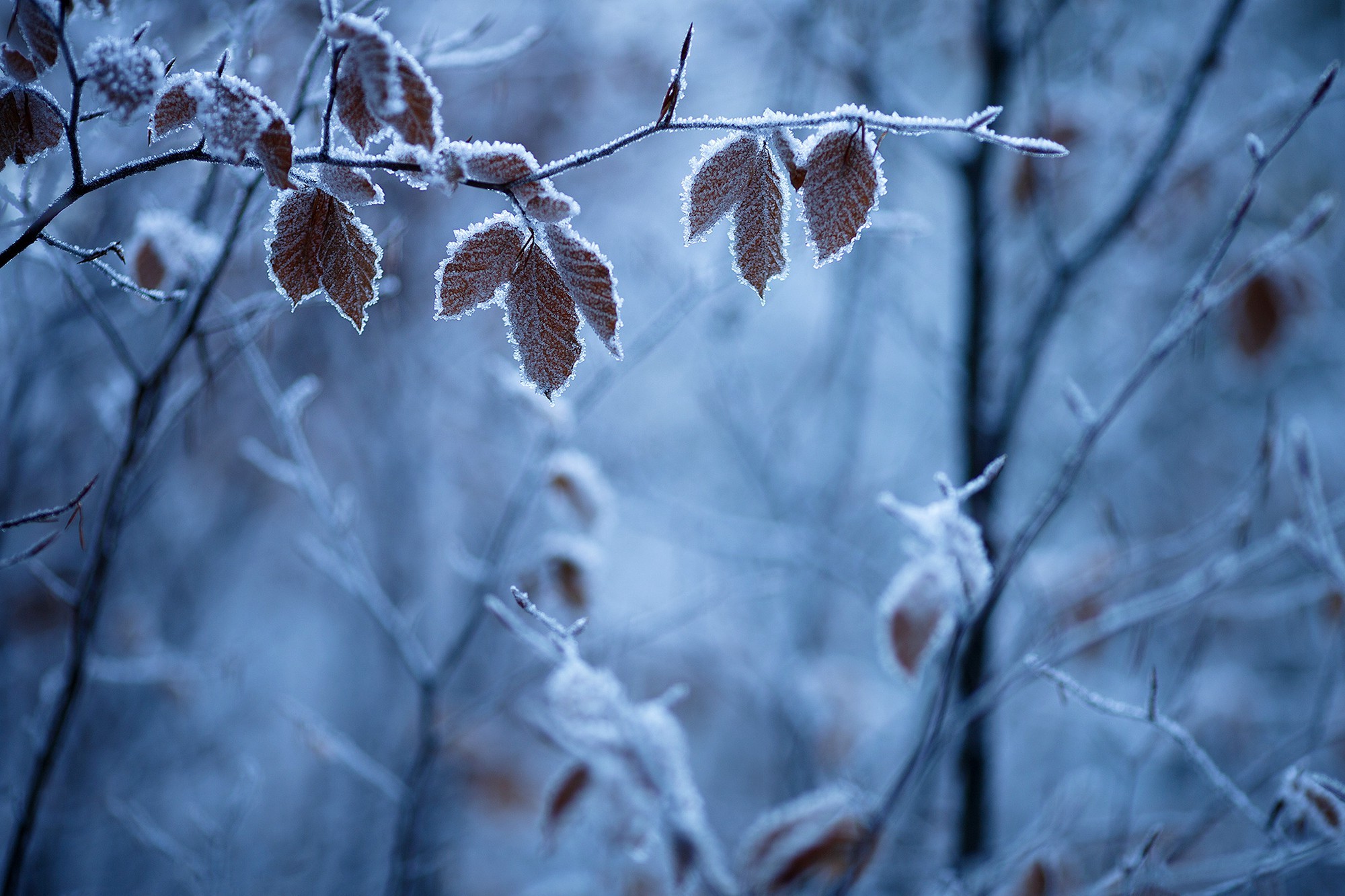 winter, Seasons, Ice Wallpaper