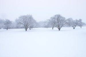 winter, Snow, Trees