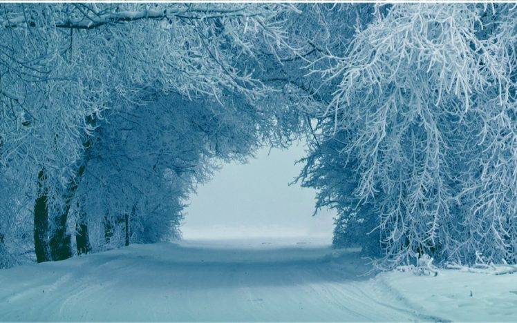 winter, Snow, Trees, Ice HD Wallpaper Desktop Background