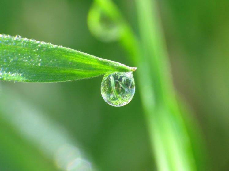 grass, Water drops HD Wallpaper Desktop Background