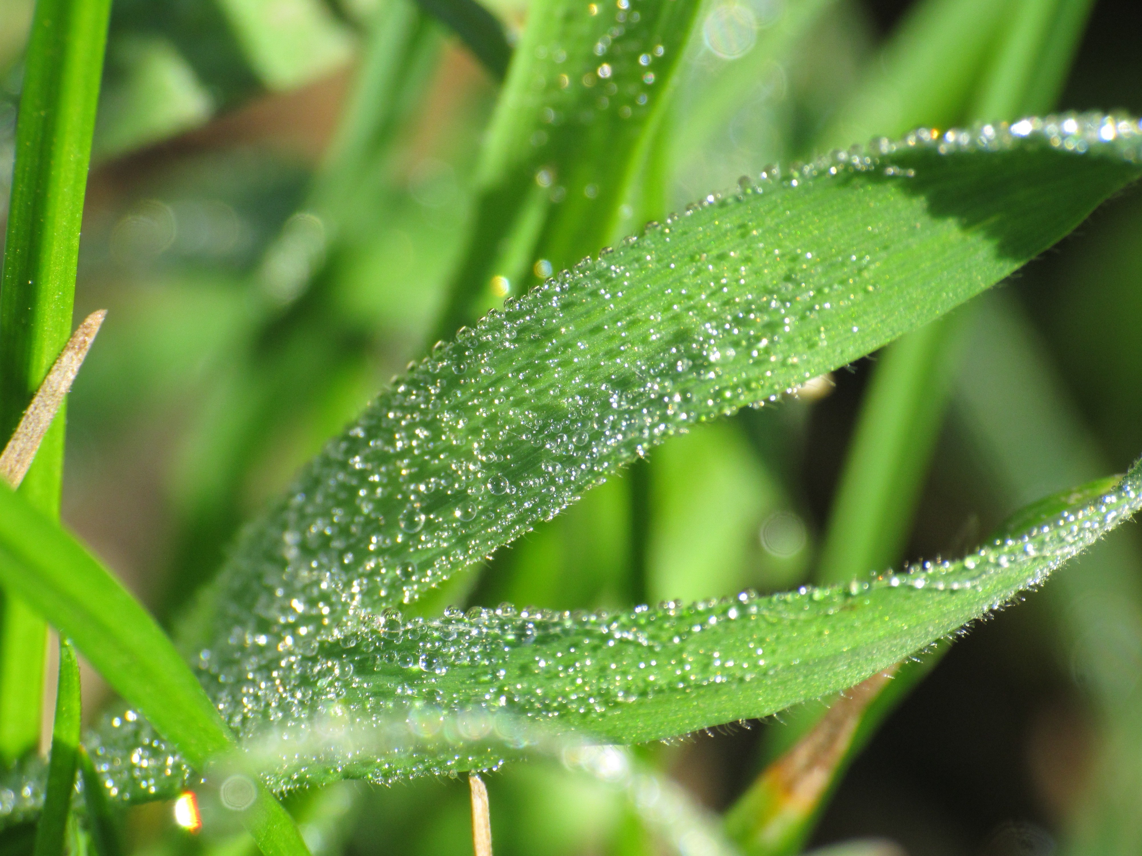 grass, Water drops Wallpaper
