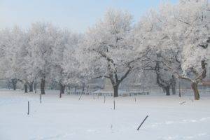 cold, Winter, Trees, Snow