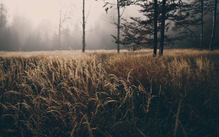 grass, Forest, Mist HD Wallpaper Desktop Background