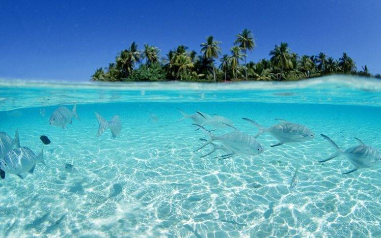 underwater, Sea, Fish, Island, Split view HD Wallpaper Desktop Background