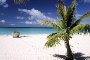 sea, Palm trees, Island