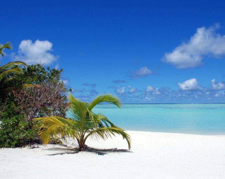 sea, Palm trees, Beach HD Wallpaper Desktop Background