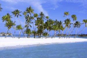 sea, Palm trees, Beach