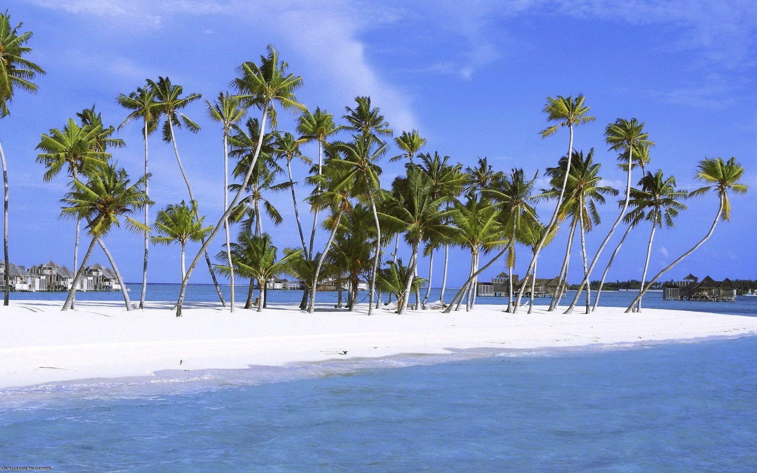 sea, Palm trees, Beach Wallpaper
