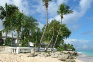 sea, Palm trees