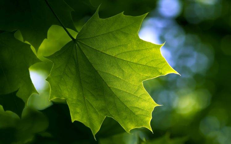 nature, Leaves, Plants, Macro HD Wallpaper Desktop Background