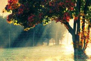 trees, Landscape, Fence, Leaves, Fall, Sunlight