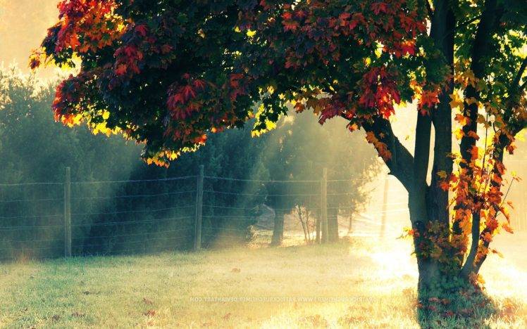 trees, Landscape, Fence, Leaves, Fall, Sunlight HD Wallpaper Desktop Background