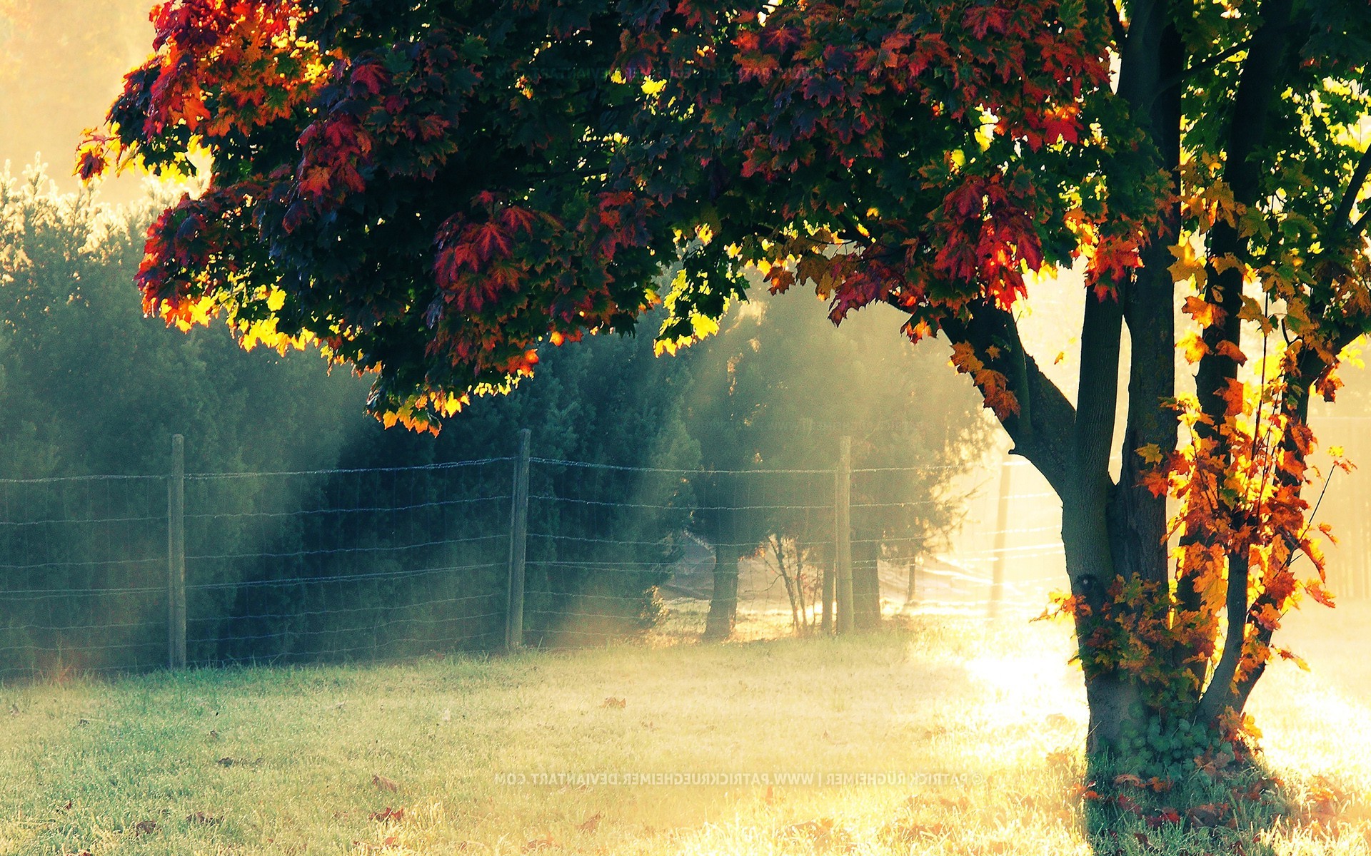trees, Landscape, Fence, Leaves, Fall, Sunlight Wallpaper