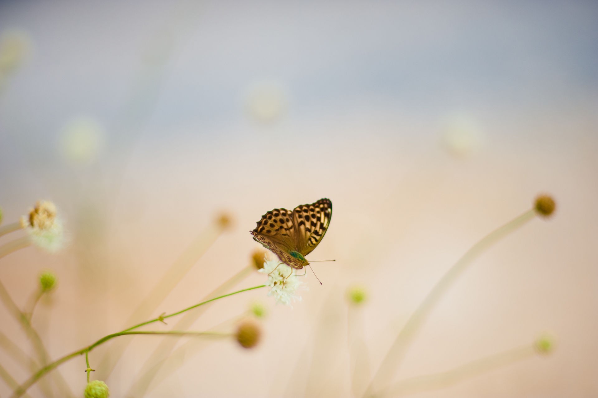 butterfly, Nature Wallpaper