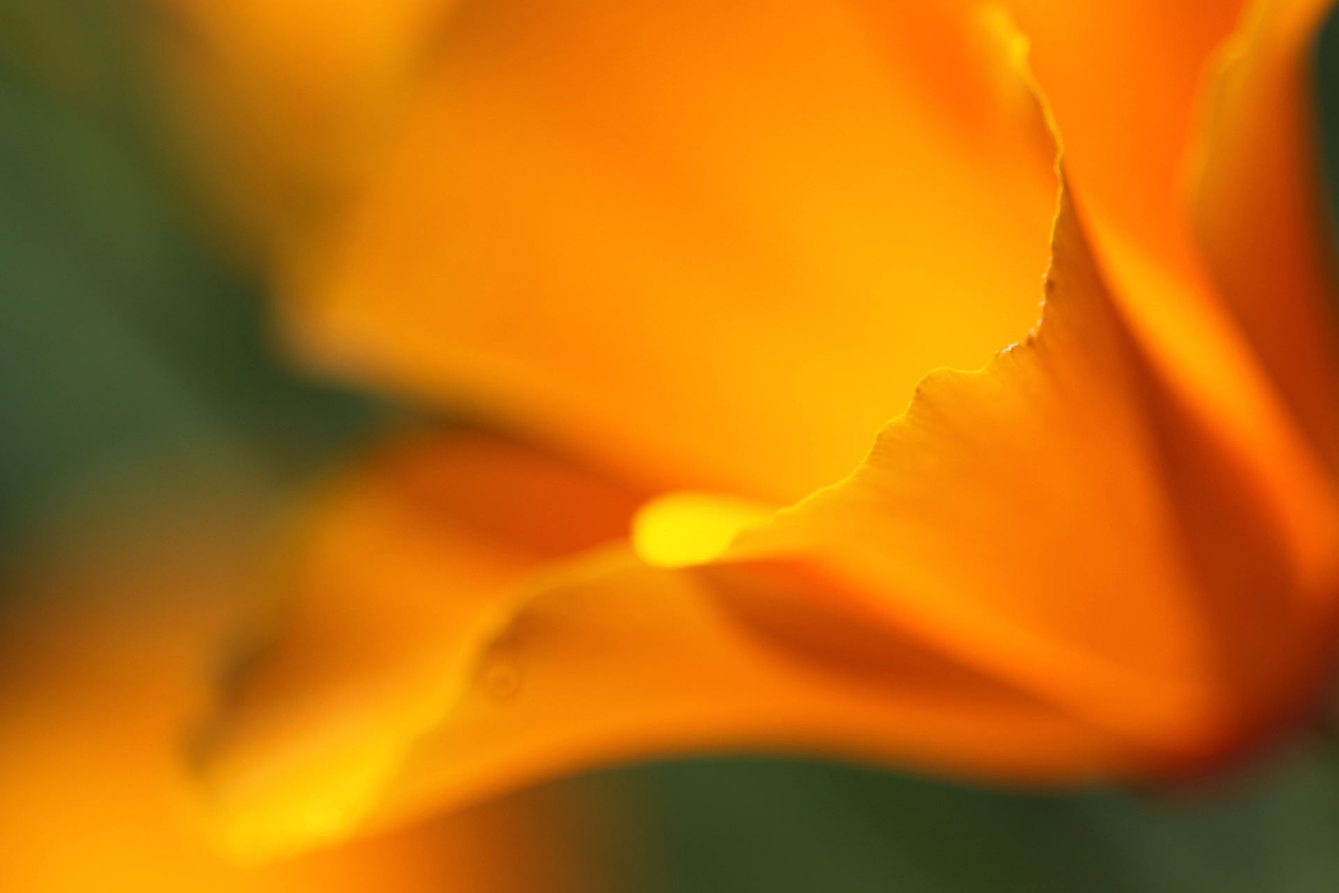 flowers, Macro Wallpaper